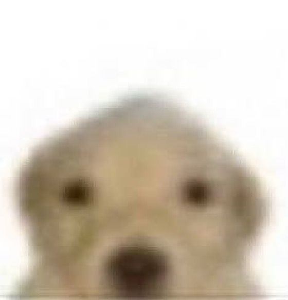 Une image de très basse résolution d'un chiot de face.